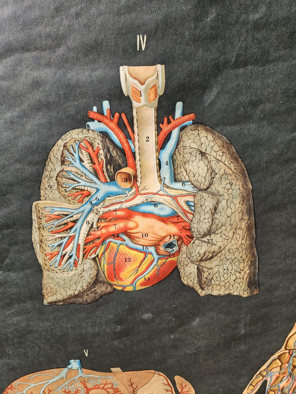 Vintage Cram Anatomical Chart Circulatory System 1950 Italy Rare Mad Science