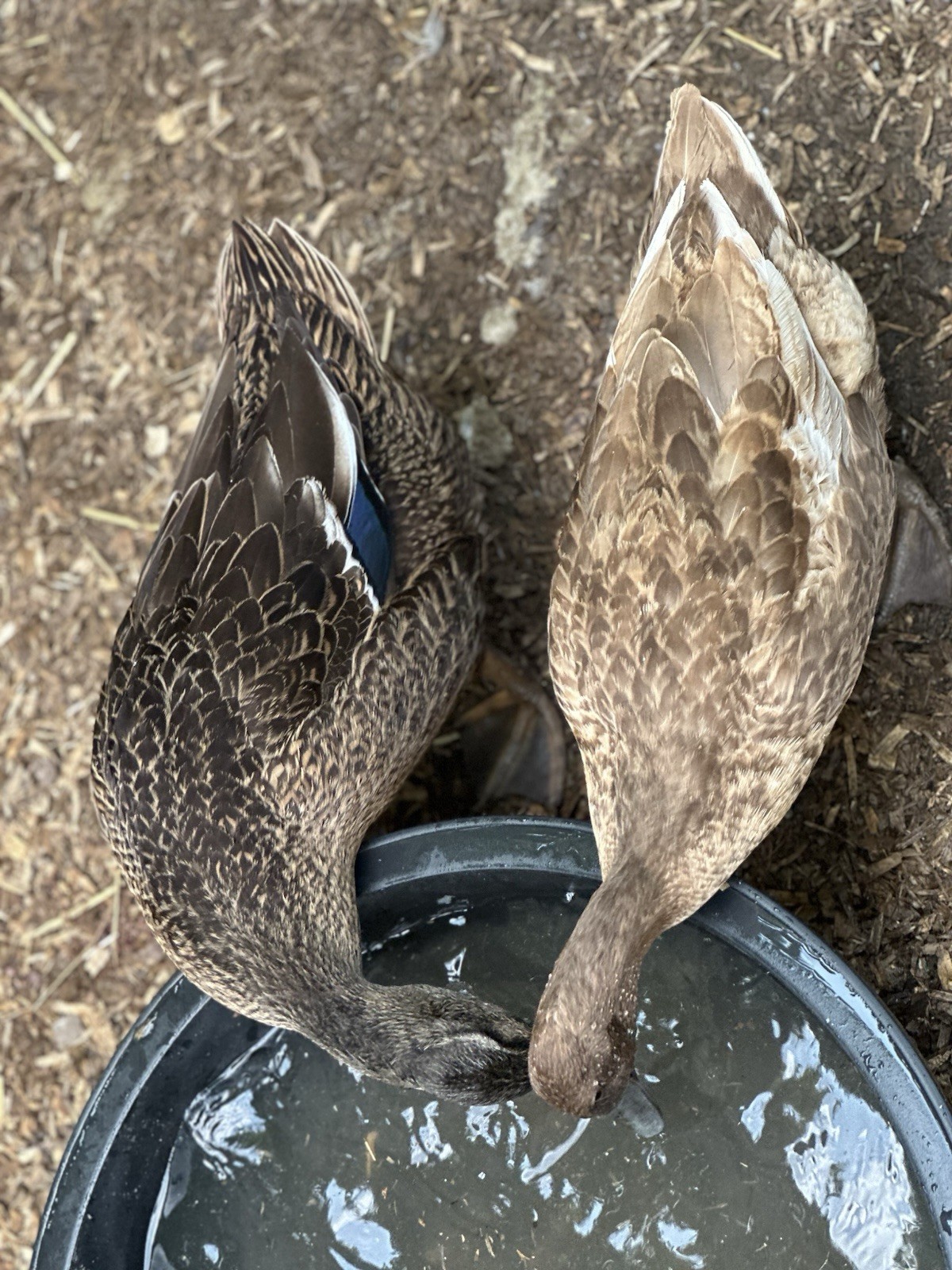 6 DUCK EGGS - WILL SHIP SAME DAY THEY ARE LAID