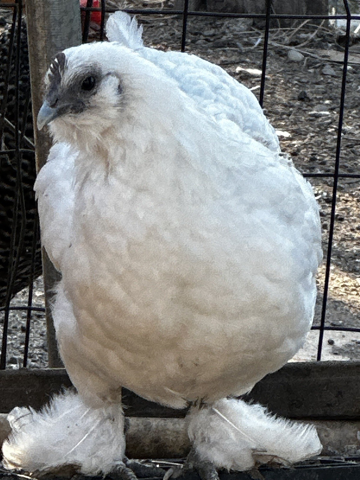 6+ Bantam Cochin Hatching Eggs, Calico, Frizzle, Splash