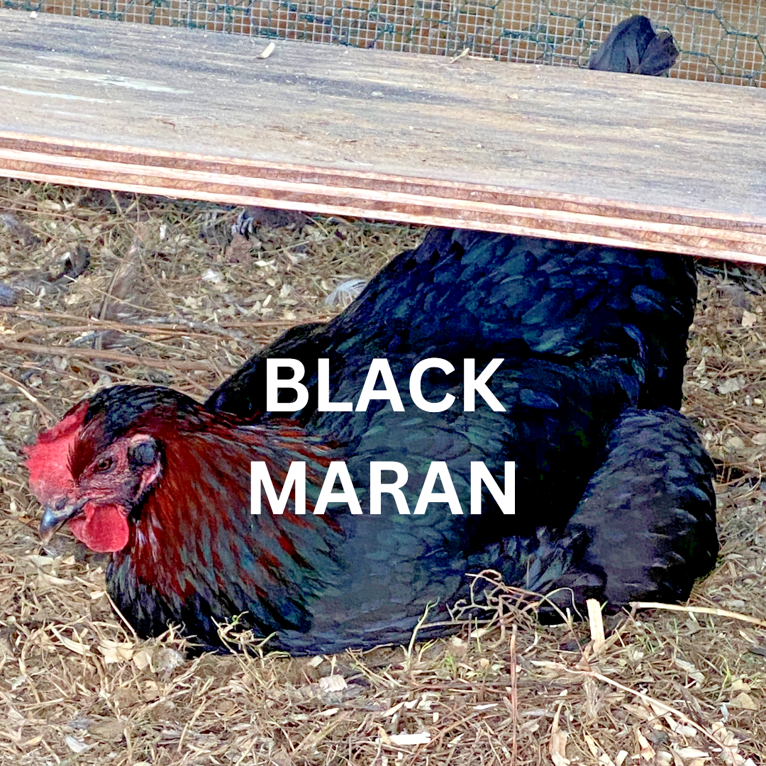 10 Custom Select Chicken Hatching Eggs - You Choose - See Description for Breeds