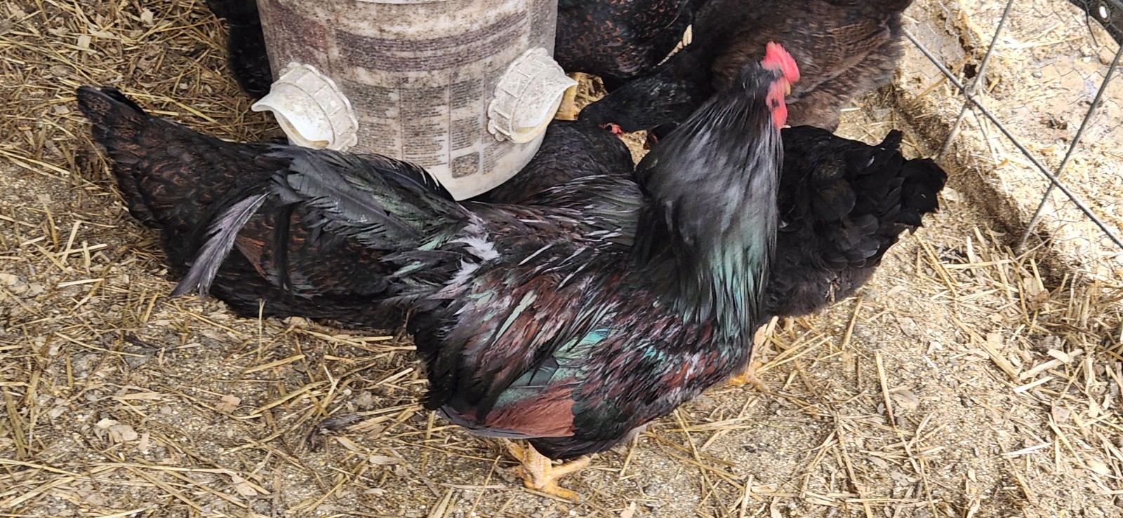 8+ Dark Cornish Hatching Eggs