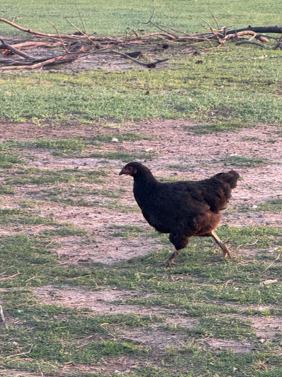 12 Mix Hatching Eggs (Rare Breeds)
