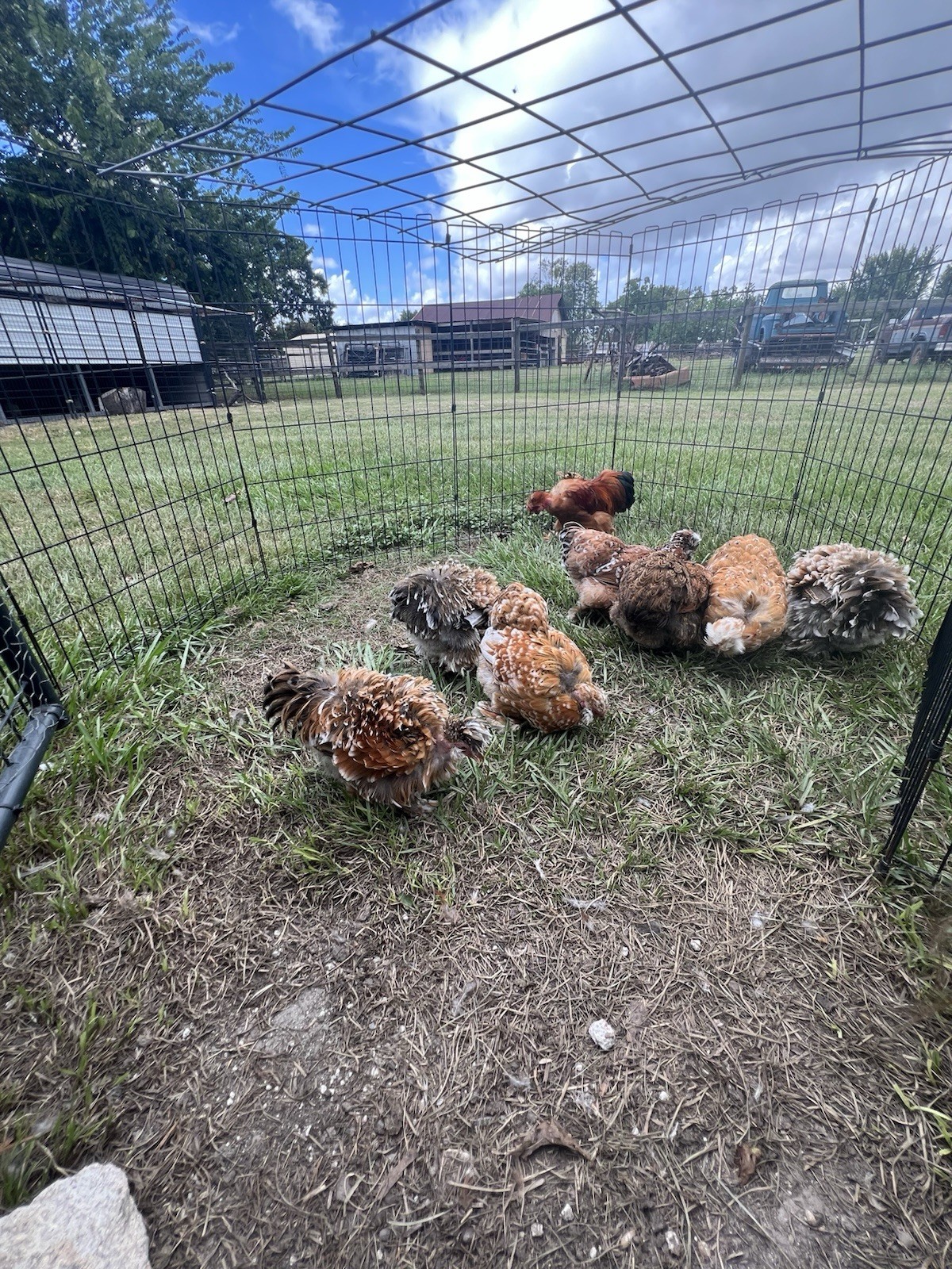 12 RARE Hens Choice Hatching Eggs NPIP