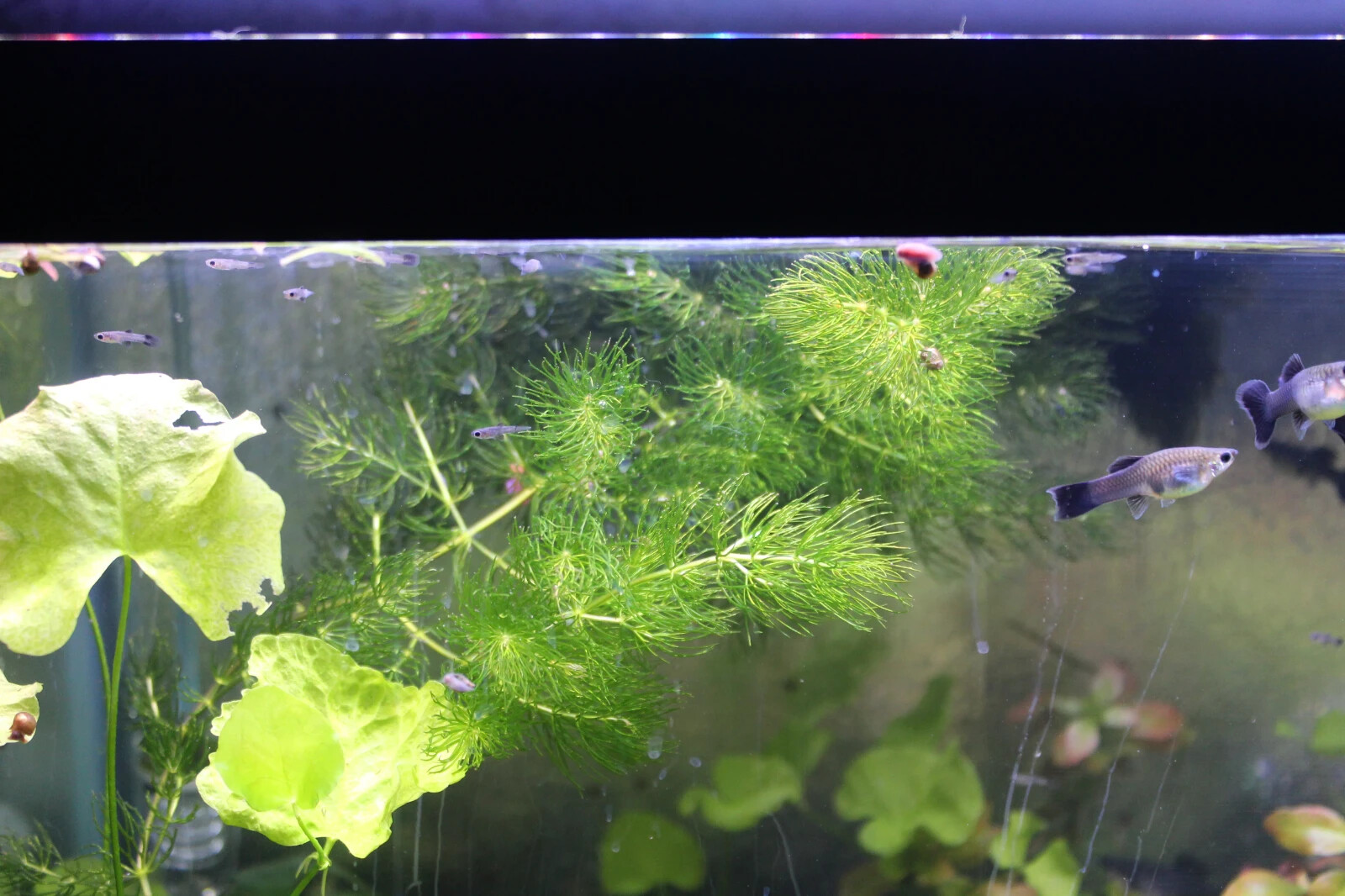 3+ Hornwort Live Aquarium Plants