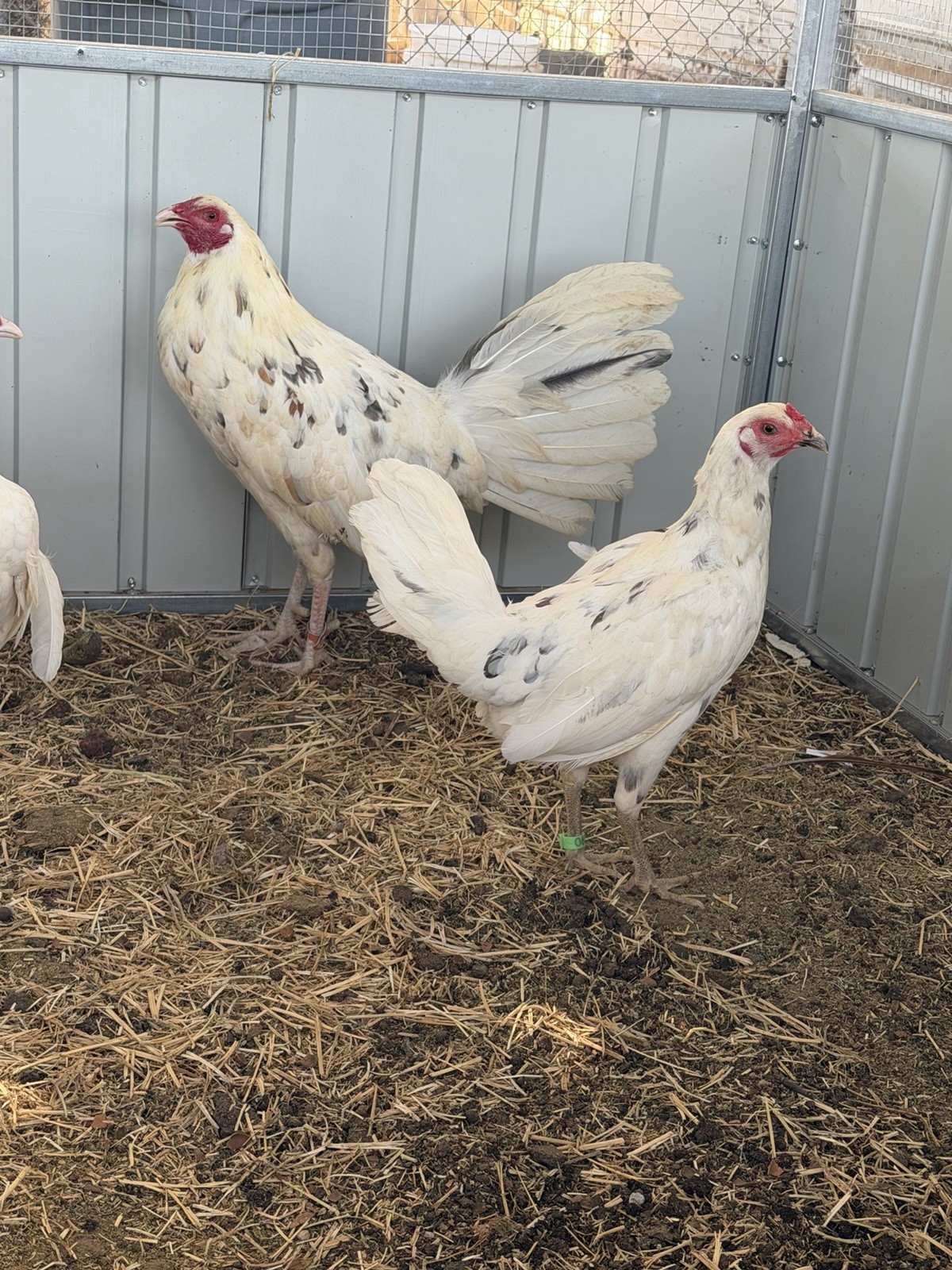 6 Hatching Eggs