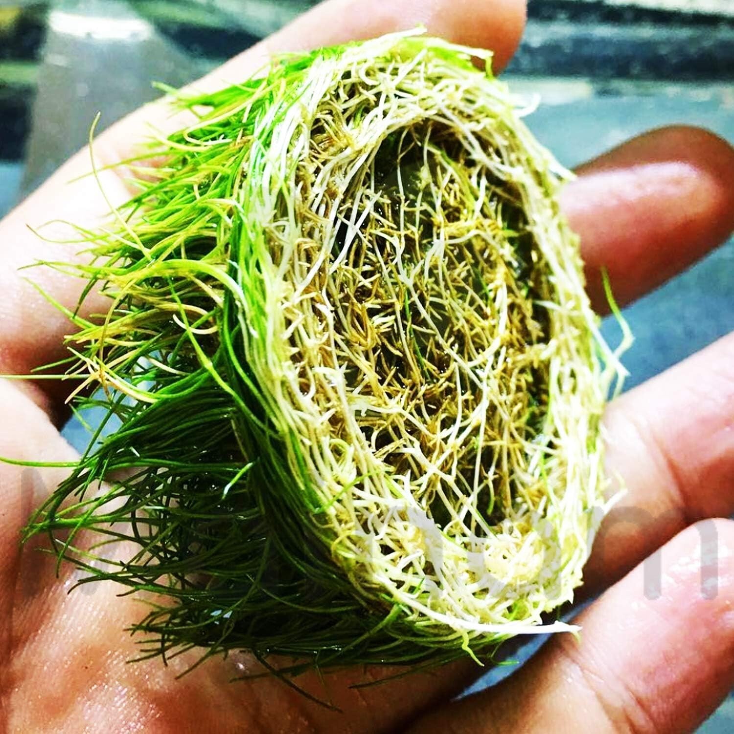 Dwarf Hairgrass Eleocharis Parvula Freshwater Carpet Live Aquarium Plants
