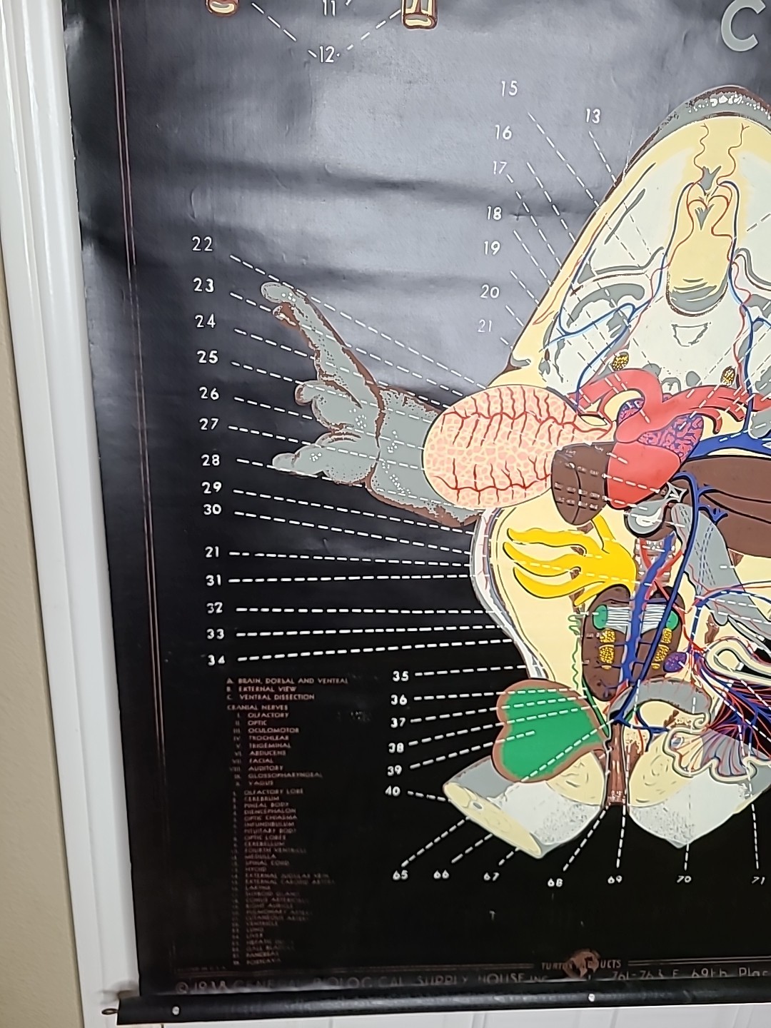 1938 Turtox Products Pull Down Anatomy Chart FROG Chicago USA 30" X 40" GUC