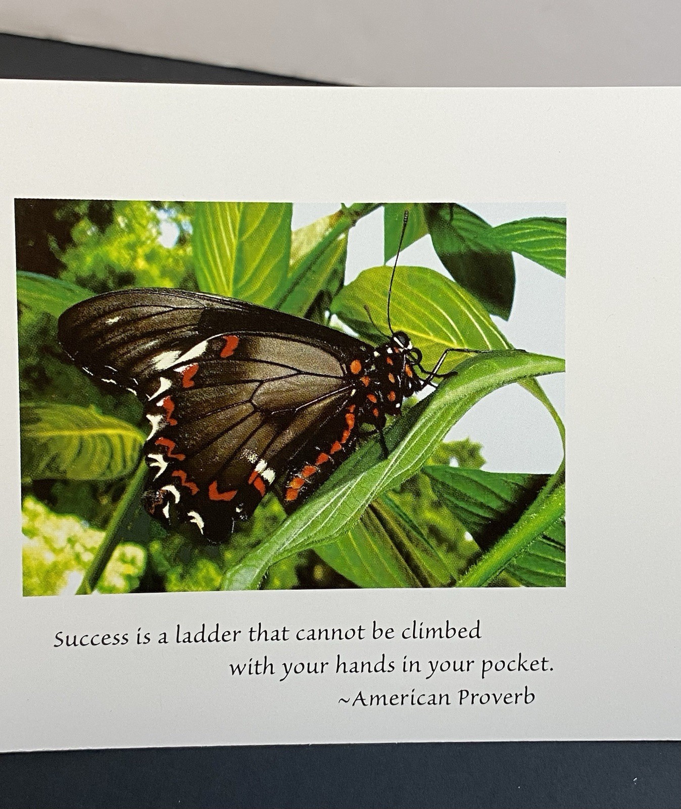 Photograph Of A Polydamus Swallowtail Butterfly Blank Note Card W/Envelope