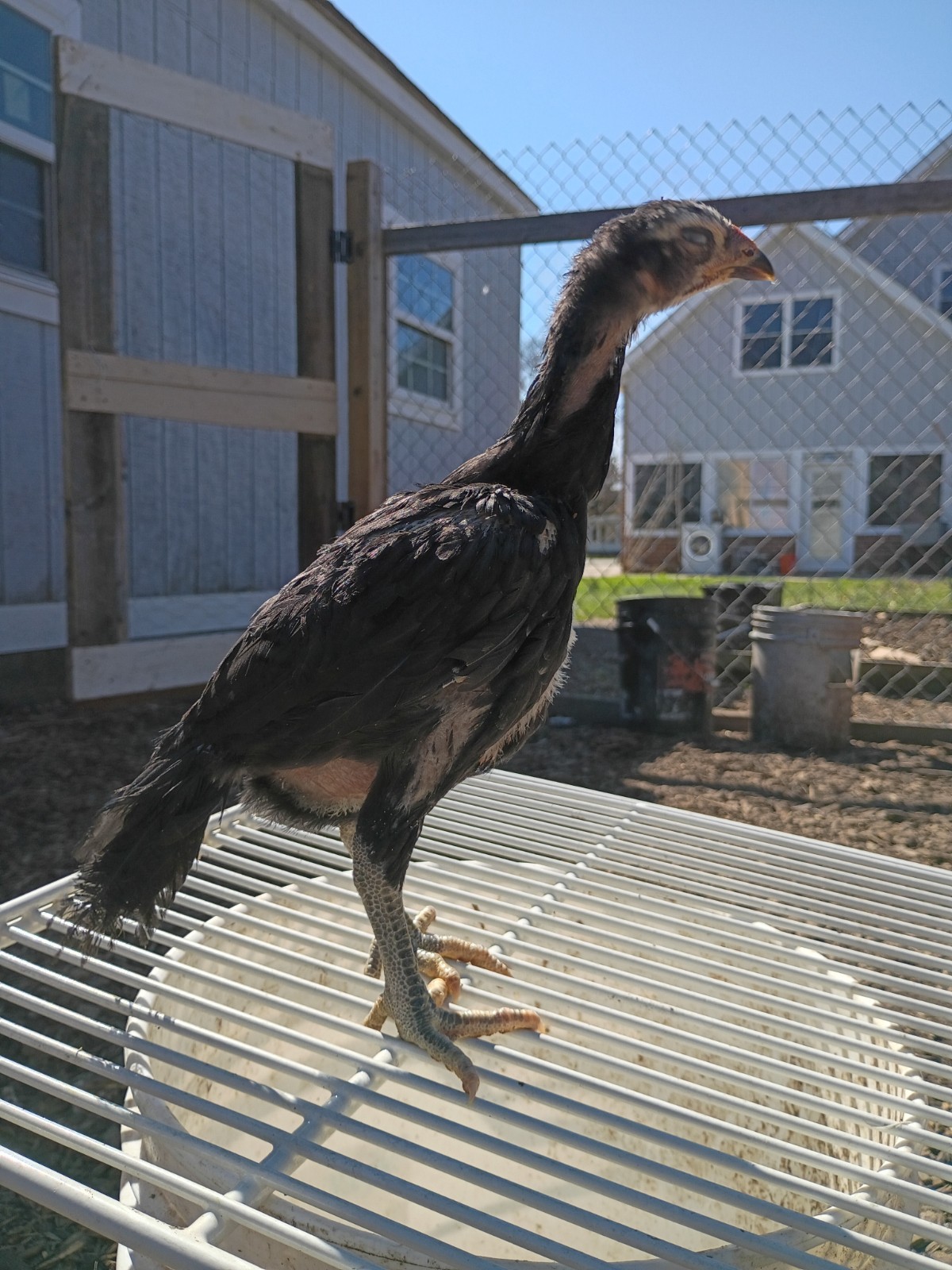 6 Rare Heritage Chicken Hatching Eggs –D0N- Gan0i-Cold Season Sale