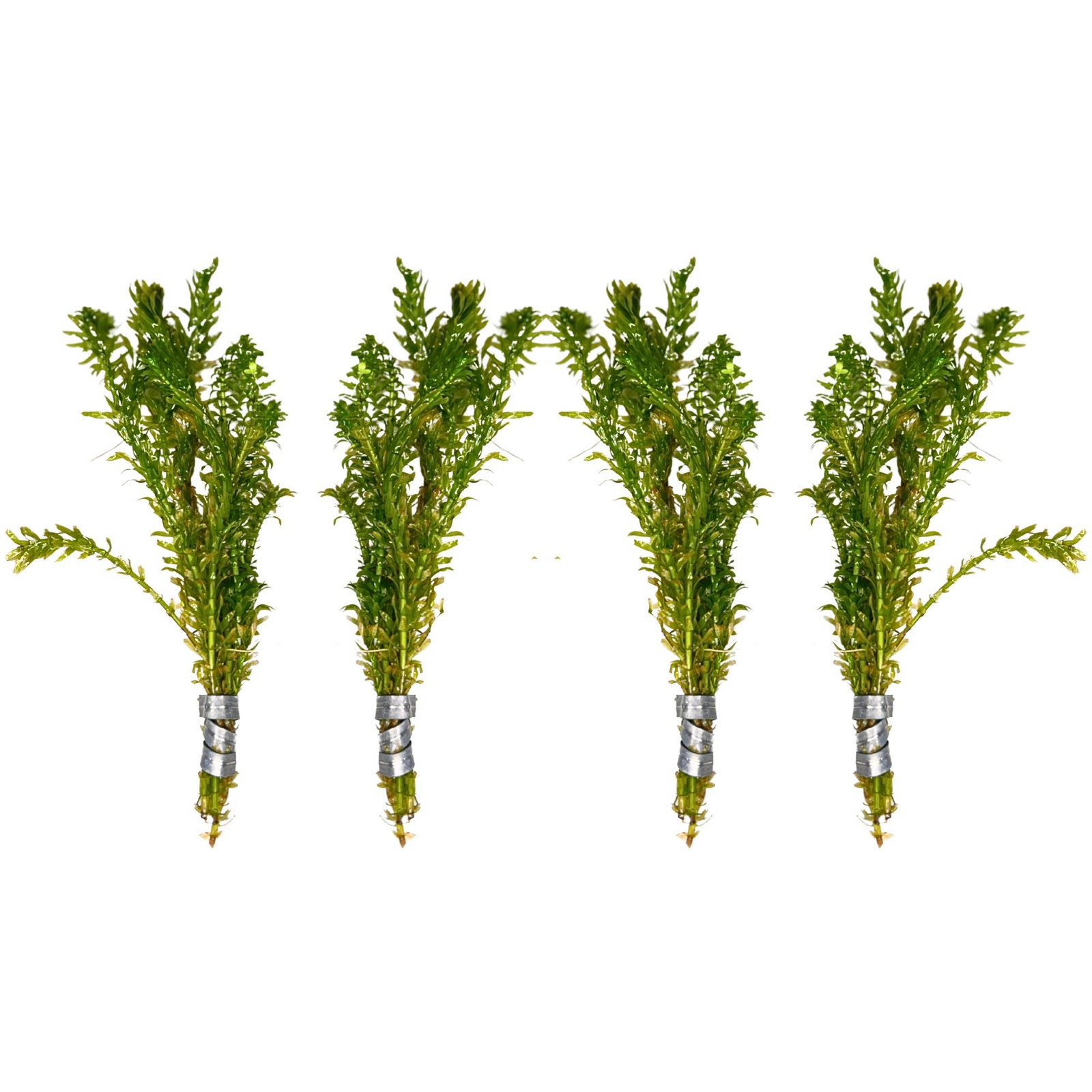 Anacharis and Hornwort Bundle