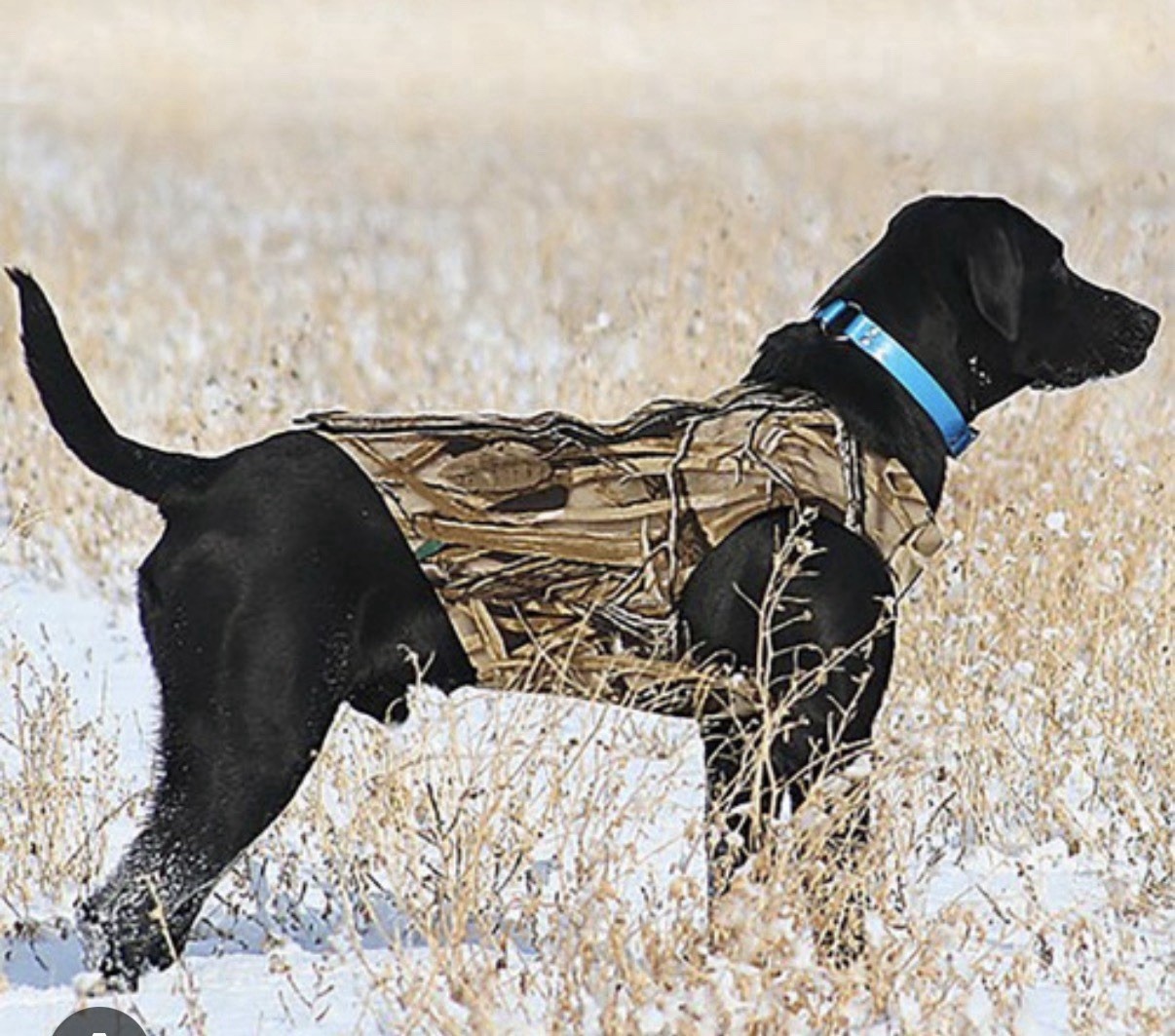 Remington Camouflage Neoprene Dog Vest size XL Hunting Shadow Grass Wet Suit