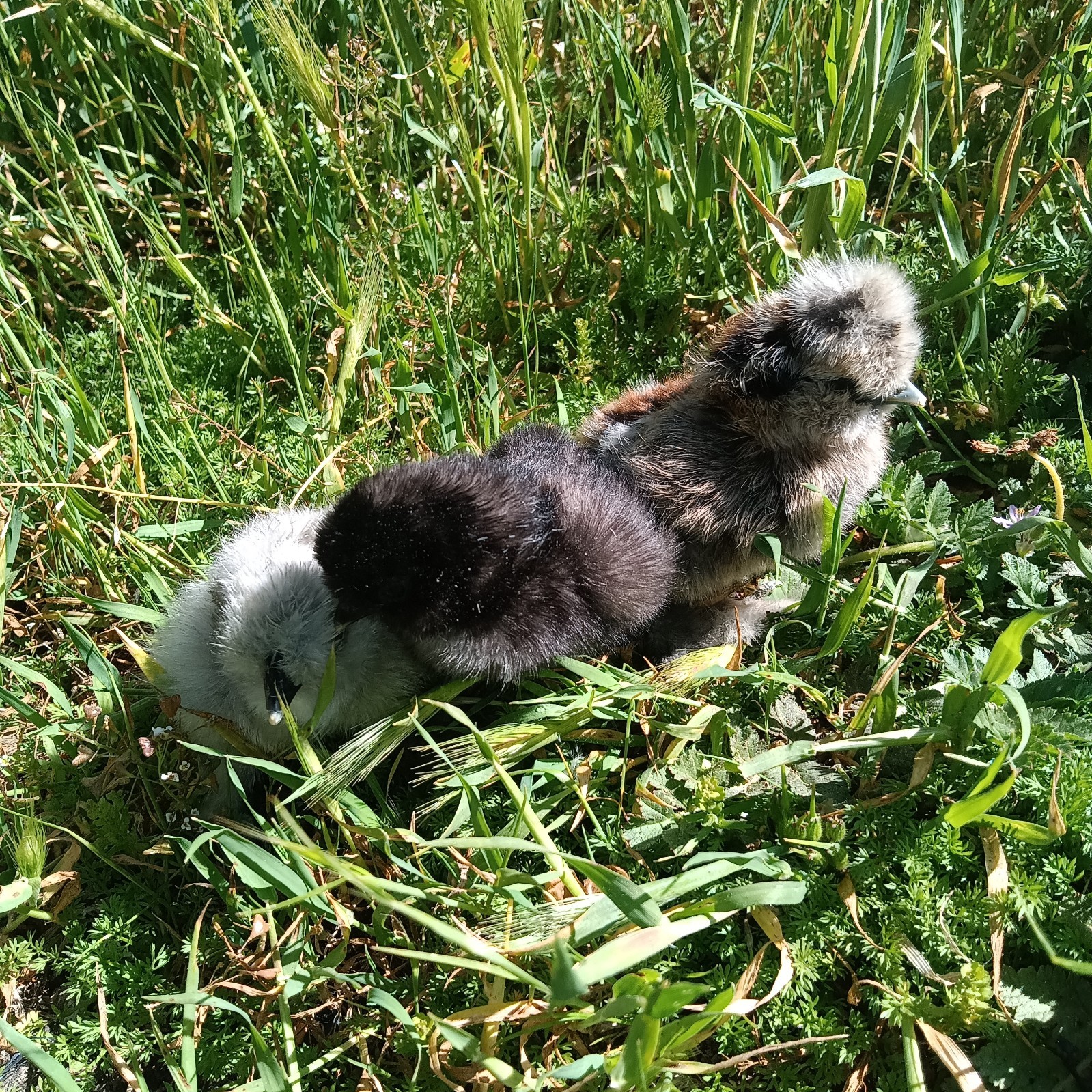 6 Fertilized Silkie Chicken Eggs – Farm Fresh Free Range – Small Batch – Clean