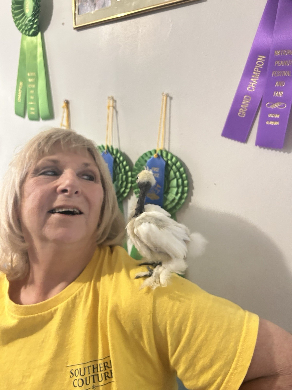 (12+) Combo 6+Silkie Hen’s Choice And 6+ Porcelain D’Uccle Fertile Hatching Eggs