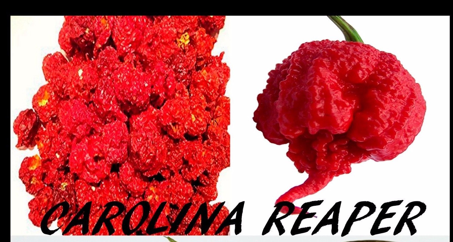 Organic Carolina Reaper Dried Whole Pepper Pods *Hottest Peppers in the World*