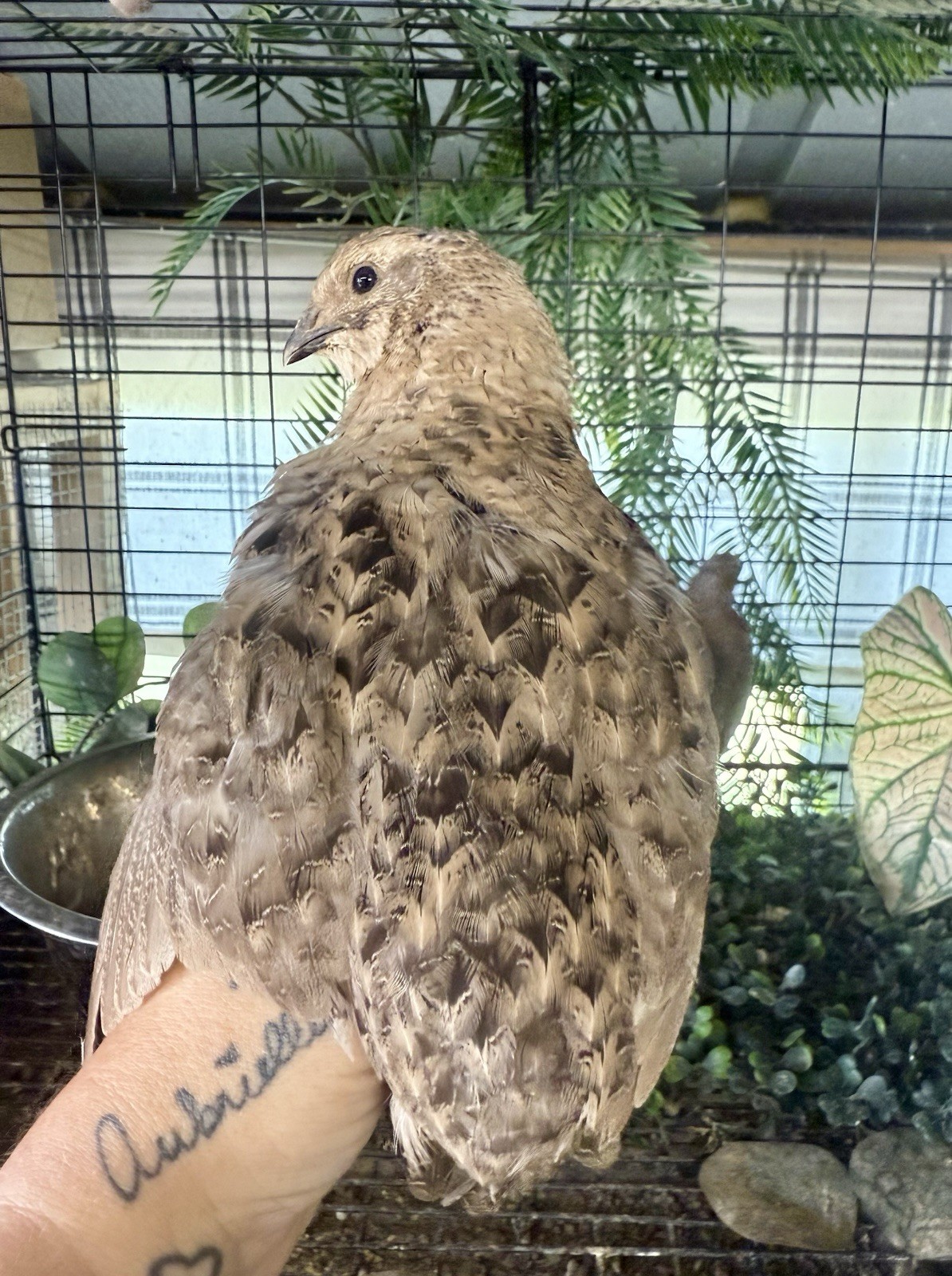 30 Rare Colors -Jumbo Coturnix Quail hatching eggs