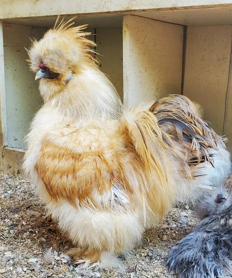 12+ Premium Silkie Hatching Eggs Assorted Colors NPIP AI - All Silkie Feathering