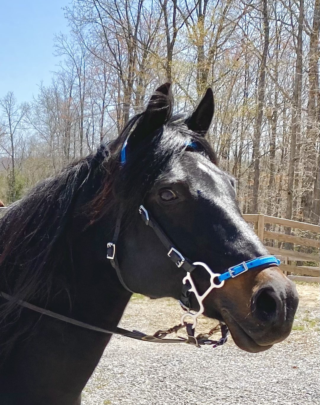 ** Highest Quality Aluminum "S" Hackamore Shanks