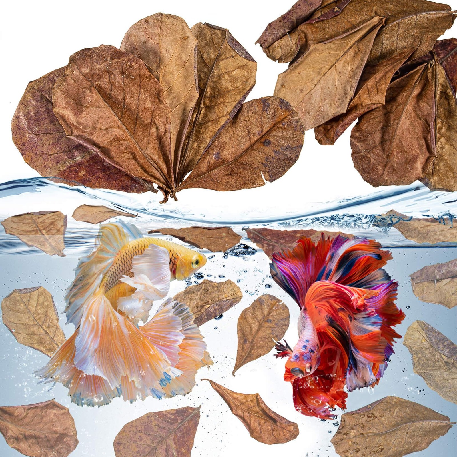 30 Indian Almond Leaves for Betta - Large Catappa Aquariums Almond Water Conditi