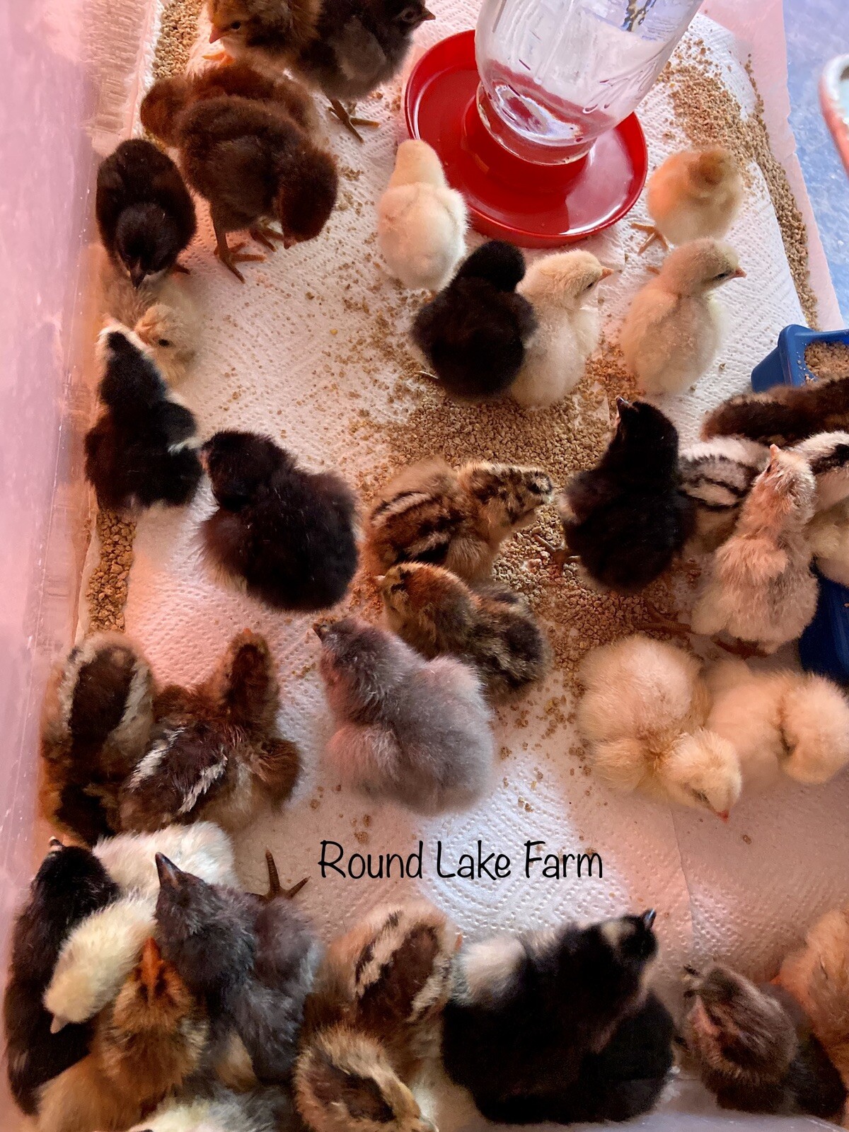 12 Fresh and Fertilized Barnyard Mix Rainbow Assortment Chicken Hatching Eggs!