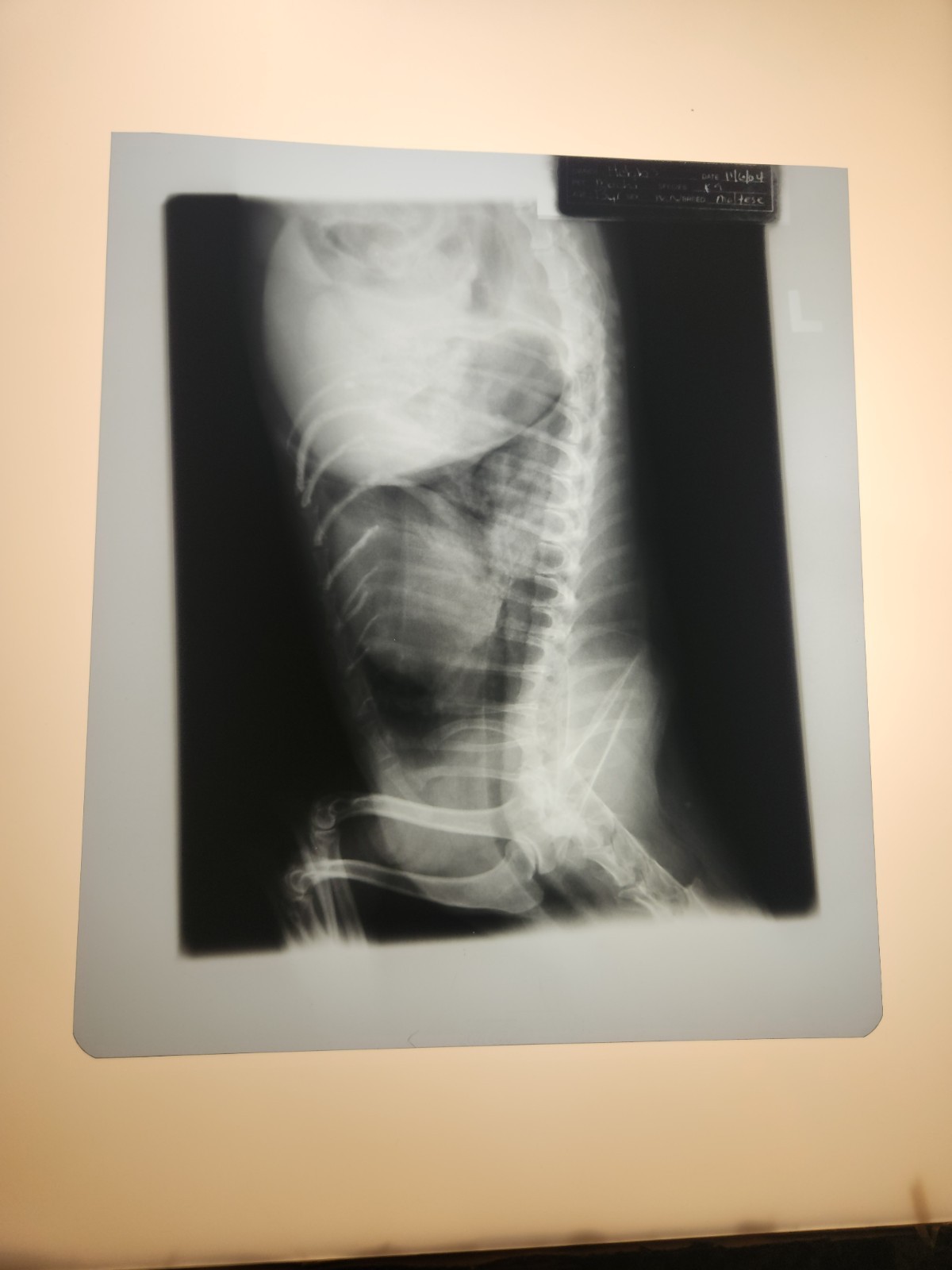 Animal X-Ray Film Negative Print - Canine Dog 9 7/8" x 11 1/2" XRay Medical B04