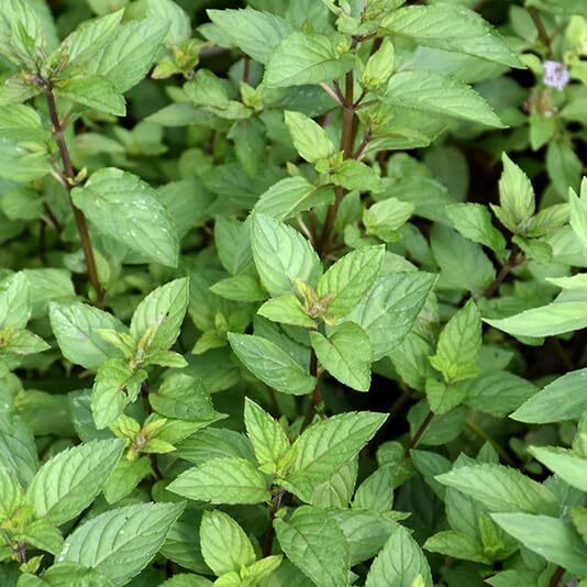 Votaniki Chocolate Mint Plant - Mentha Piperita CV ‘Chocolate Mint’ Live Plant