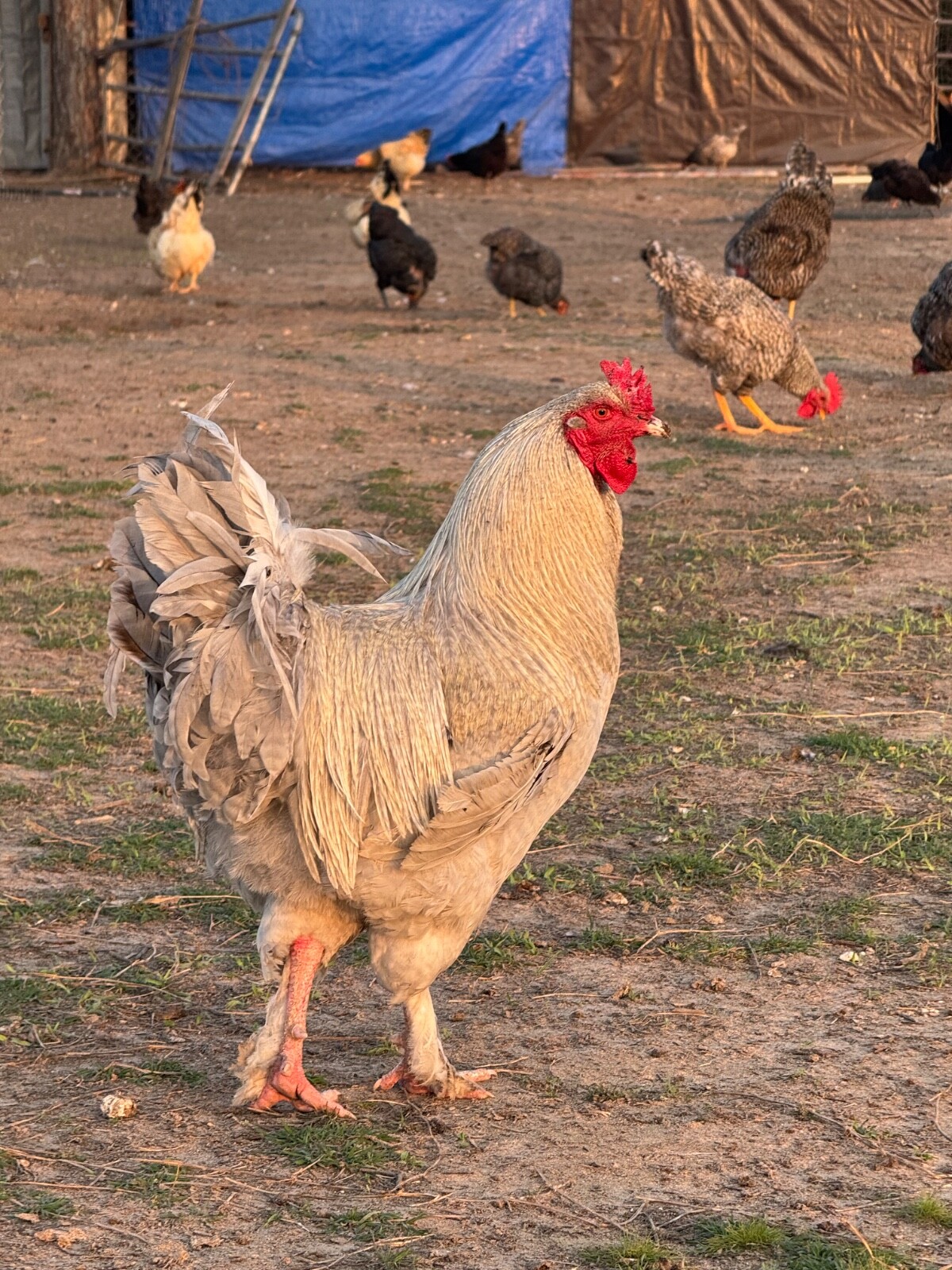 24 Rare Breed Mix Chicken Eggs