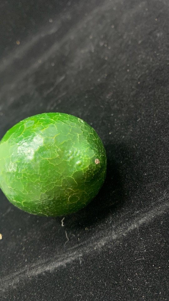 FAUX AVOCADOS IN BAG.