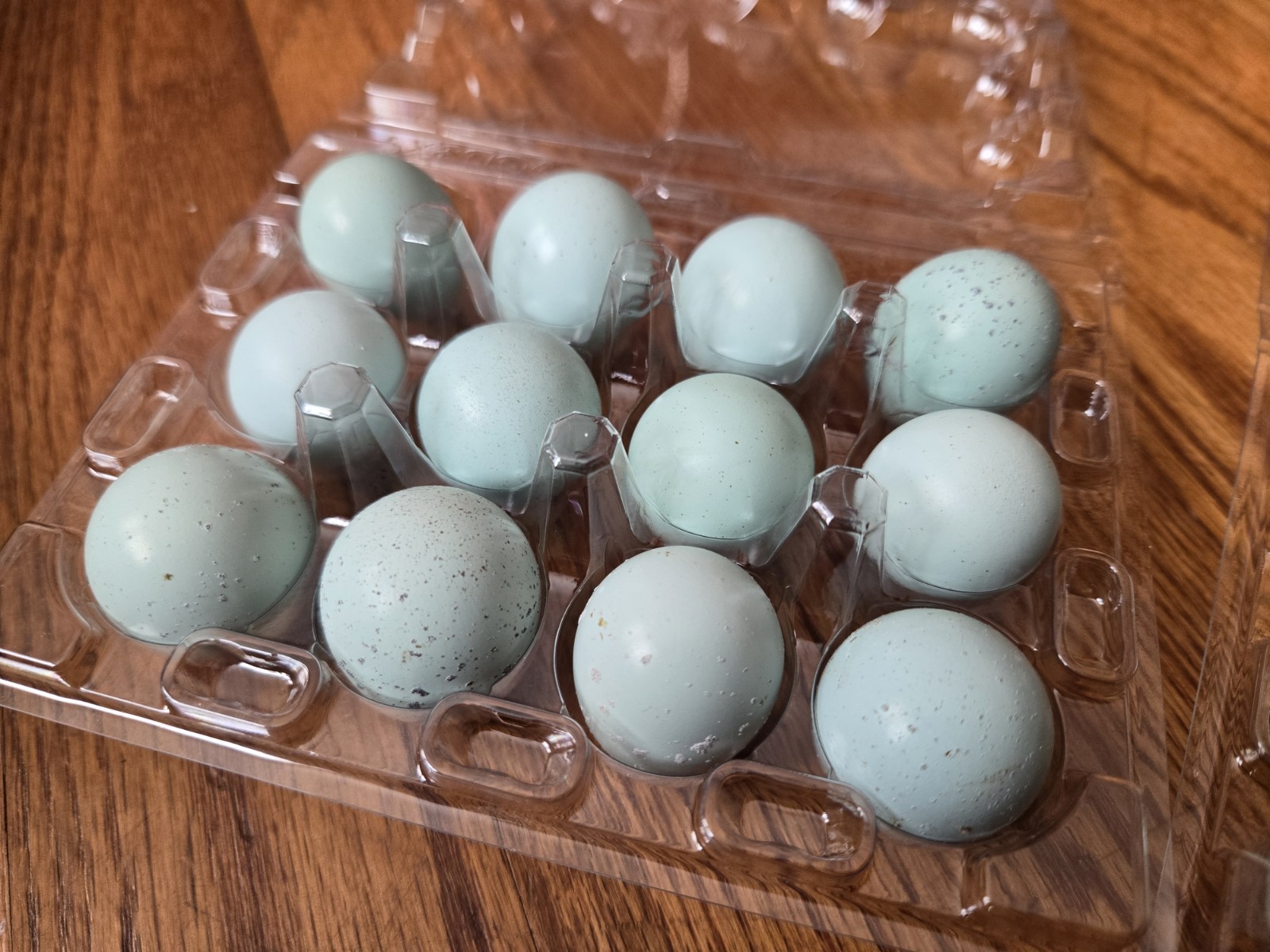 36 Celadon Coturnix Quail Hatching Eggs, True Blue