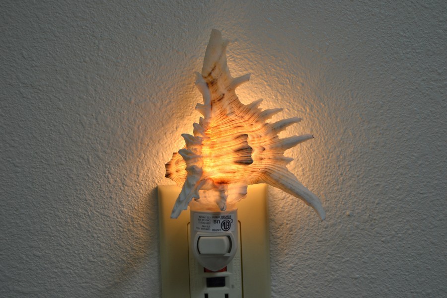 BROWN MUREX SEA SHELL NIGHTLIGHT