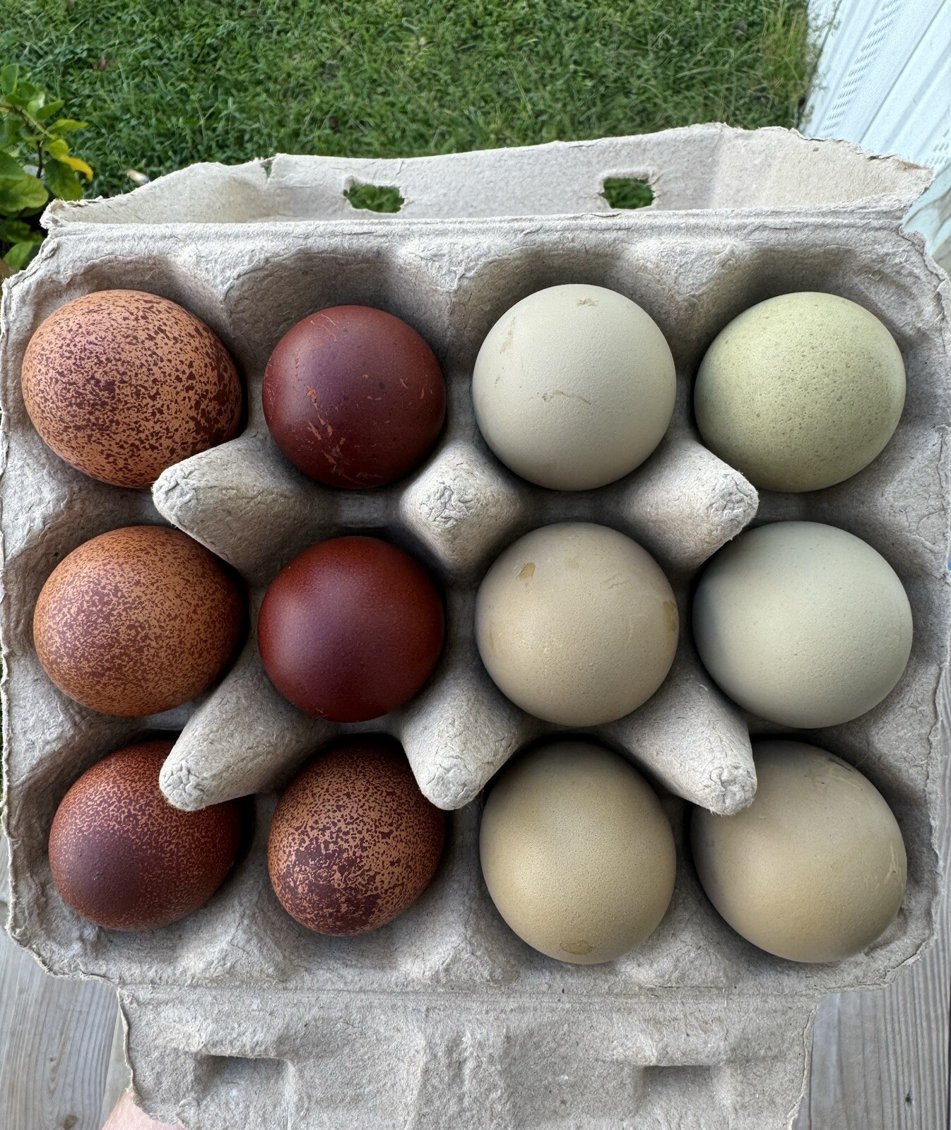 12+ Multigeneration Olive Egger Hatching Eggs Heavy Blooms/Speckles F1, BC1, BC2