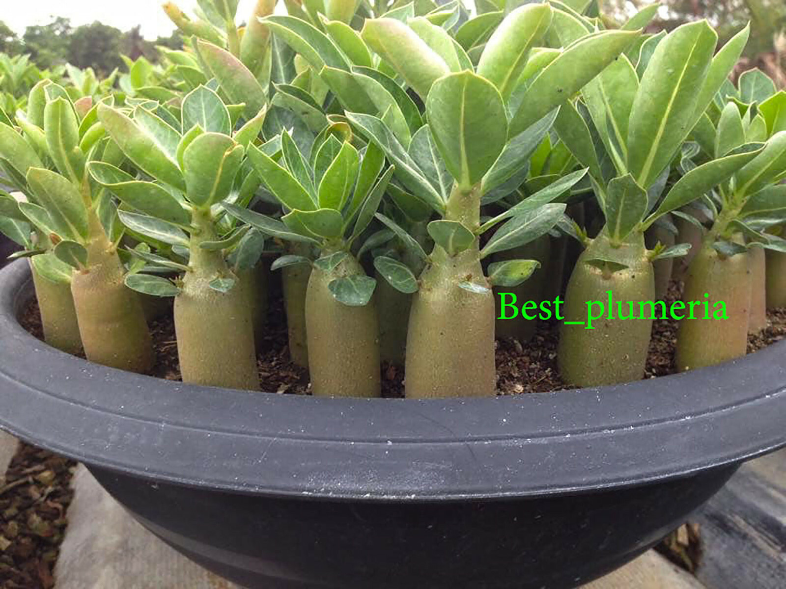 Adenium Arabicum  " Mixed 9 TYPES " 500 Seeds!!!
