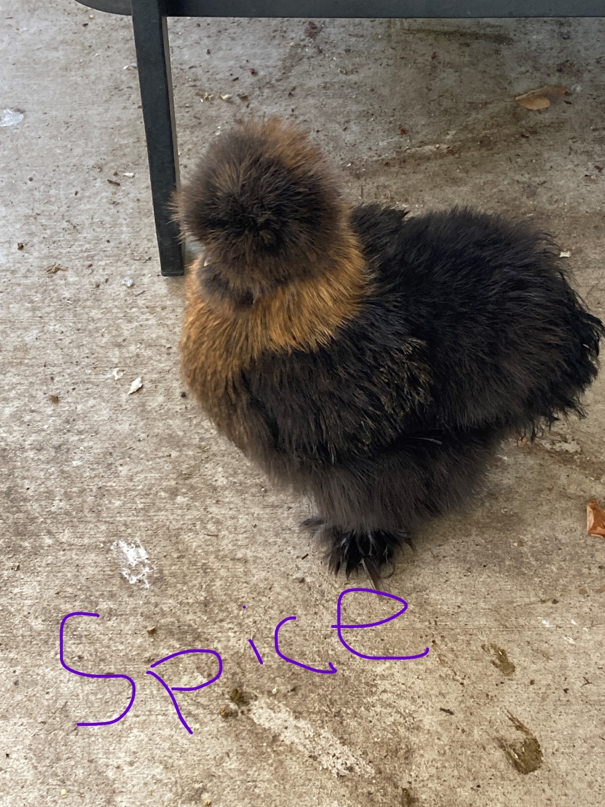 3 Silkie, Satin, Frizzle Hatching Eggs