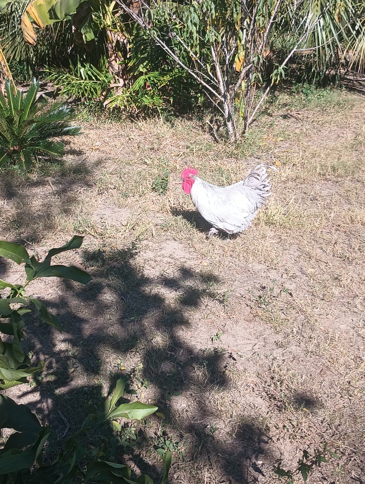 **RARE**(6) Lavender Orpington Hatching Eggs