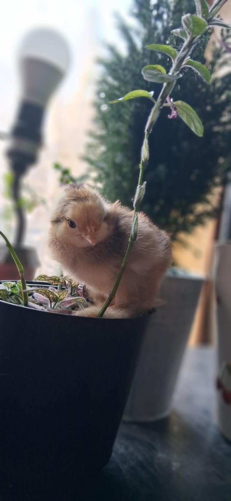 standard cochin hatching egg dozen + extras