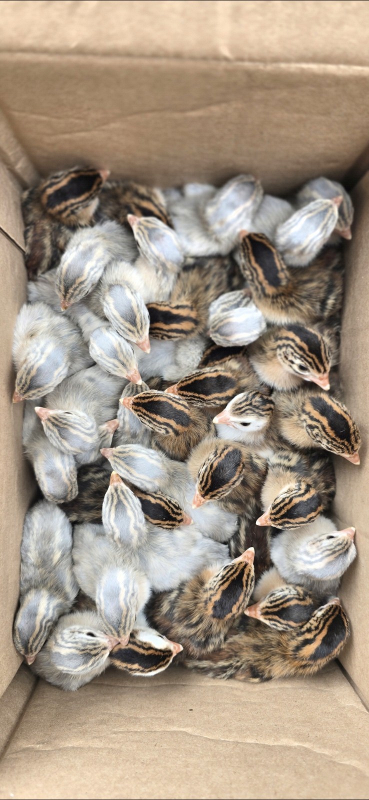 24+ 2 Guinea Hatching Eggs- Double Boxed- 5 ⭐️ Reviews