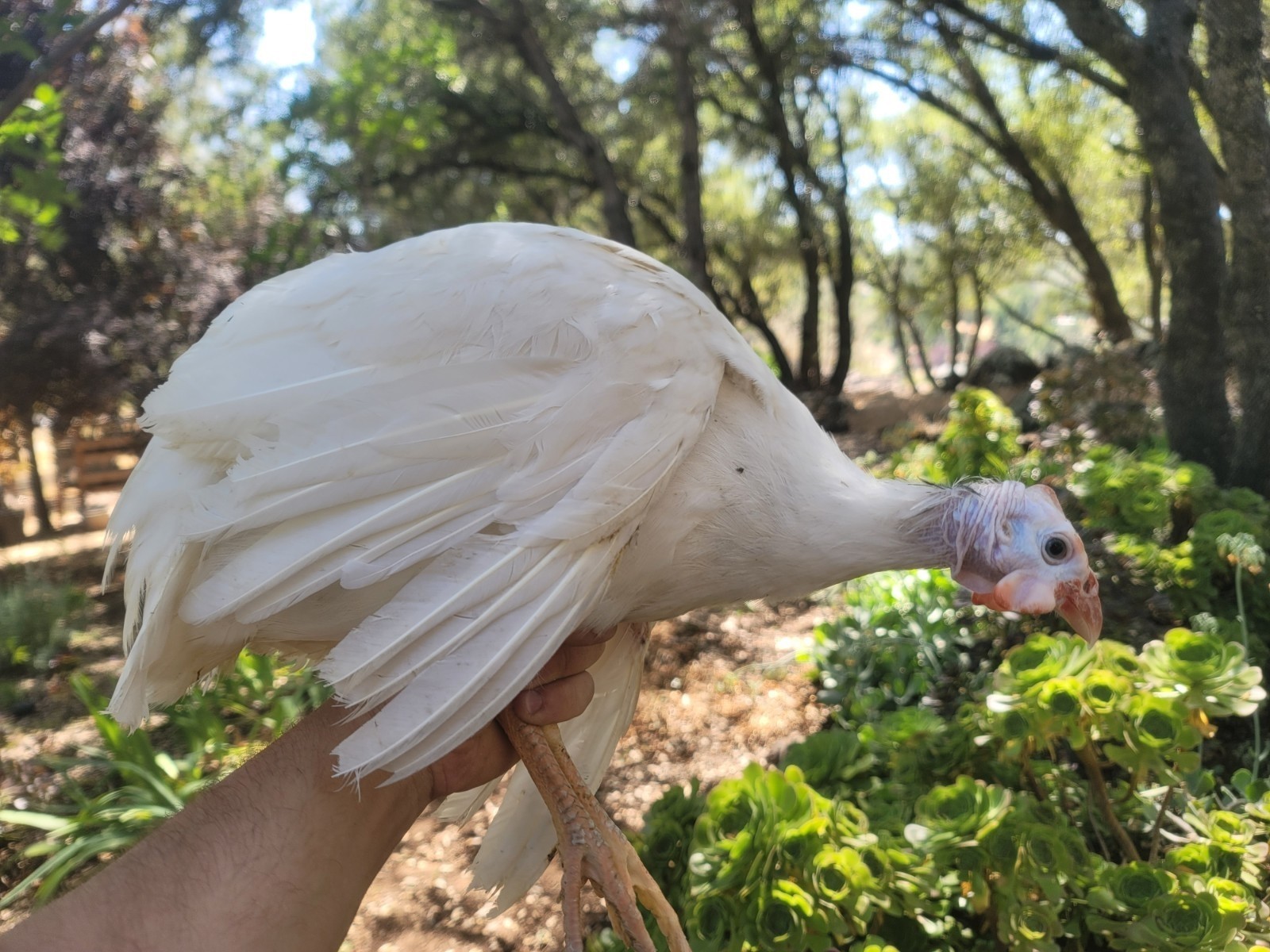 3 Fresh Fertile GUINEA FOWL Hatching Eggs