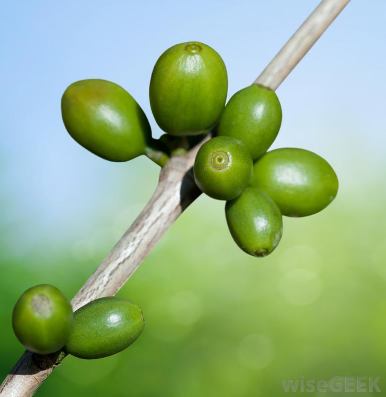 Fat loss activation - GREEN COFFEE CLEANSE – GRAPE SEED EXTRACT COMBO - green