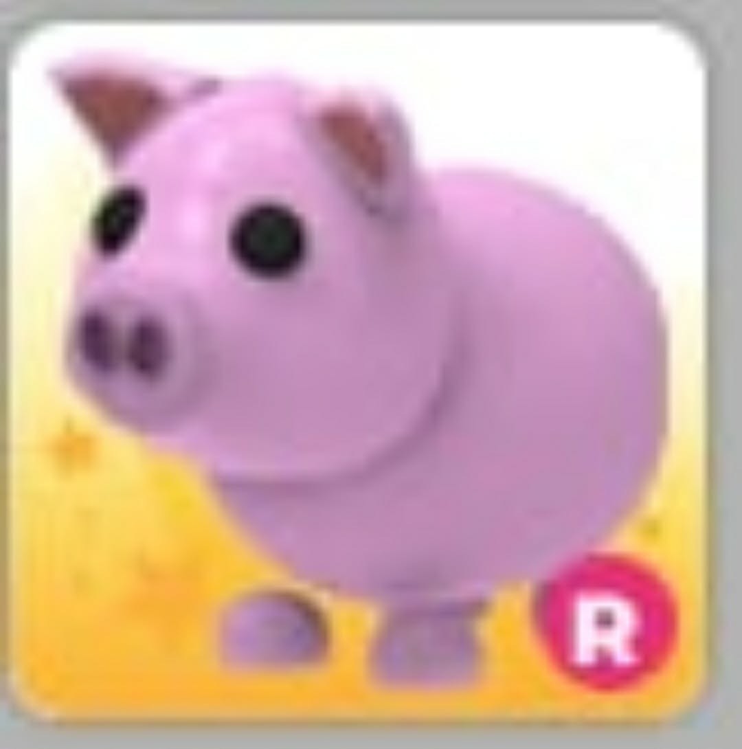 Pig | Adopt Now