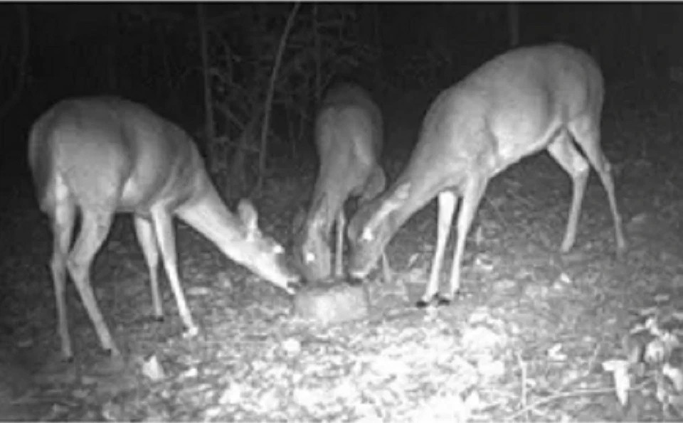 Deer Block 20lb,FREE SHIPPING