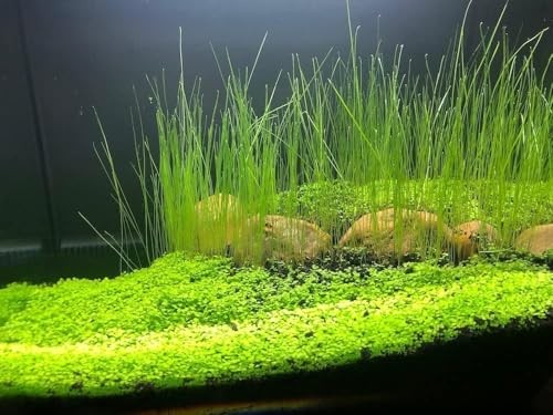 4 Bags Aquarium Plant S.e.e.ds, not Artificial Plastic Plant, Fish Tank Live
