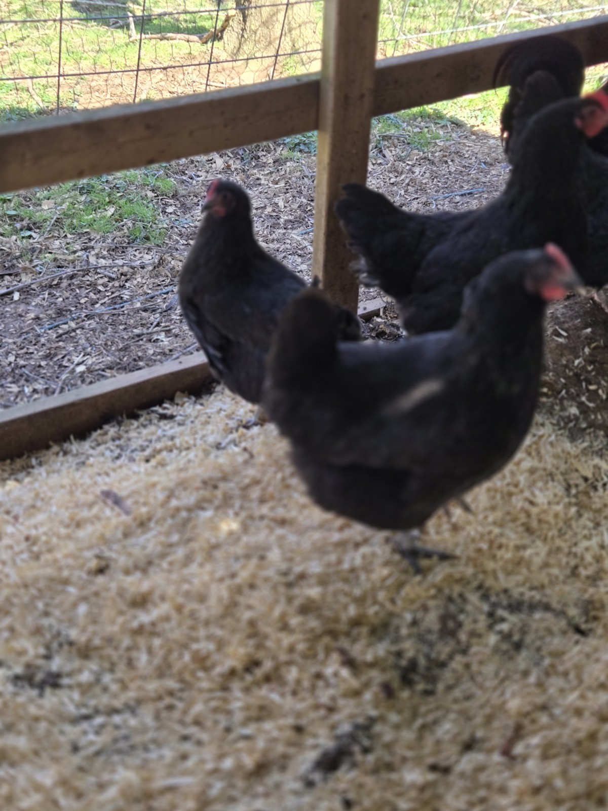 Black Australorp Purebred Chicken Hatching Eggs 6 Plus 2 Extra