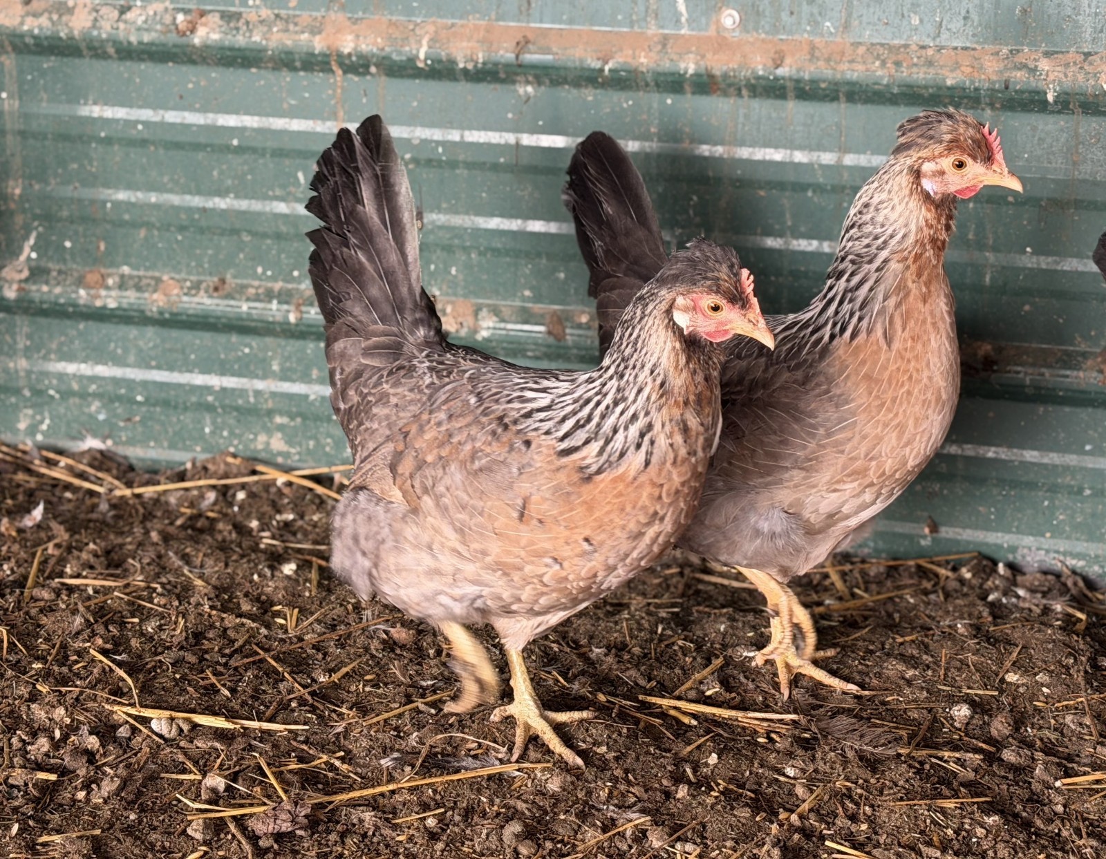 12 Cream Legbar Hatching Eggs