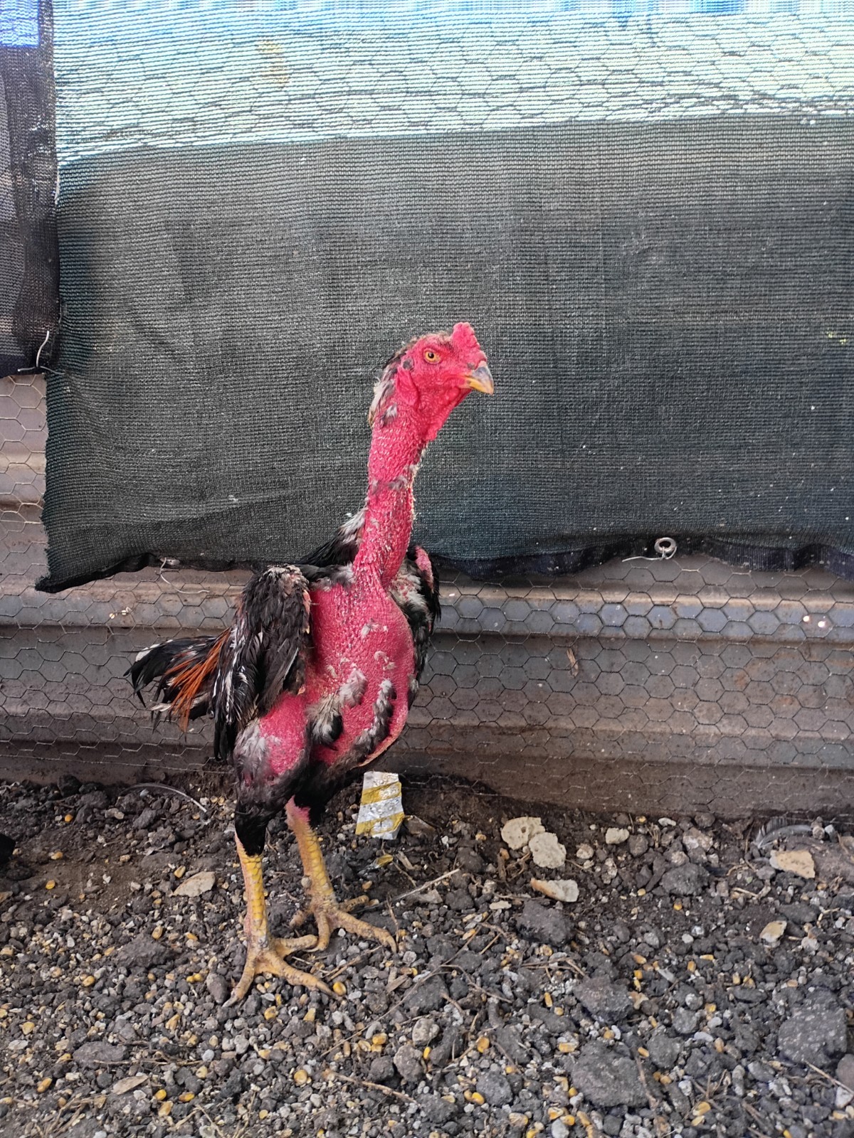 6 Rare Heritage Chicken Hatching Eggs –D0N- Gan0i-Cold Season Sale