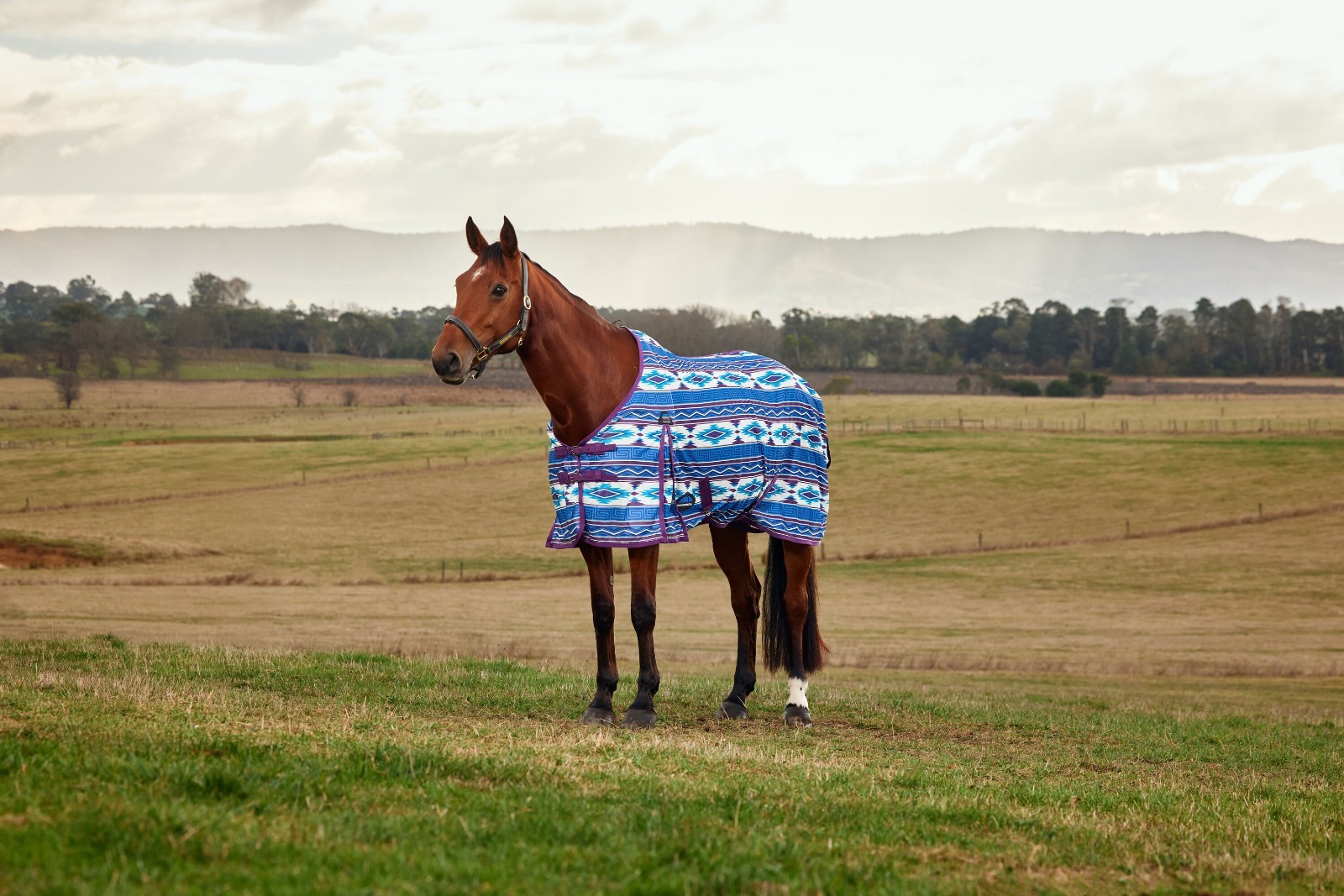Weatherbeeta Essential Mesh Standard Neck Fly Sheet