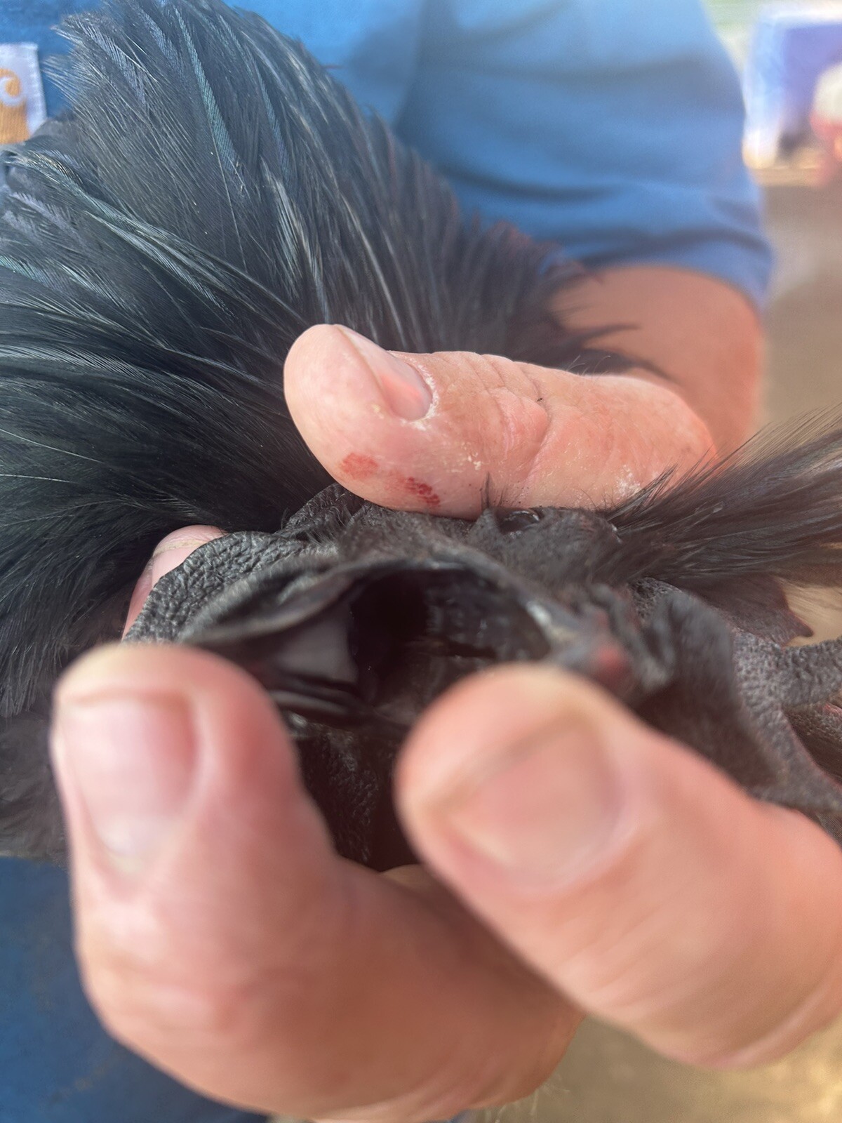 5+ Ayam Cemani Hatching Eggs Fast Shipping NPIP certified