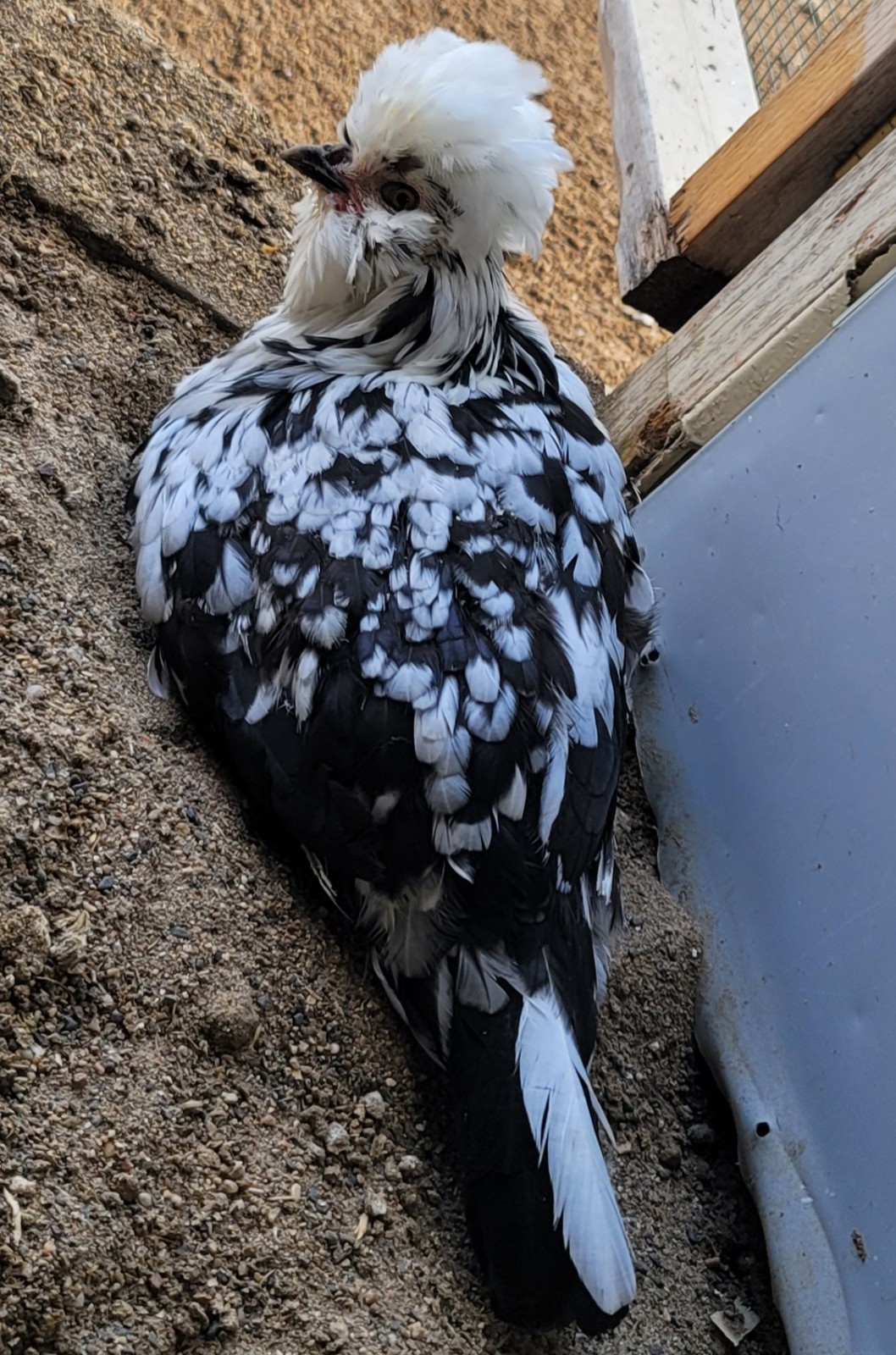 12plus mottled houdan hatching eggs