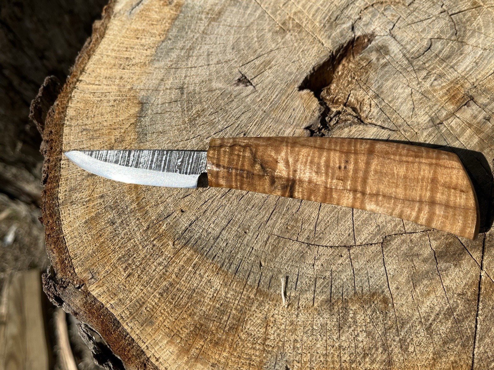 2 3/8” Blade Damascus Sloyd Knife Curly  Koa Maple Handle  Wood Carving