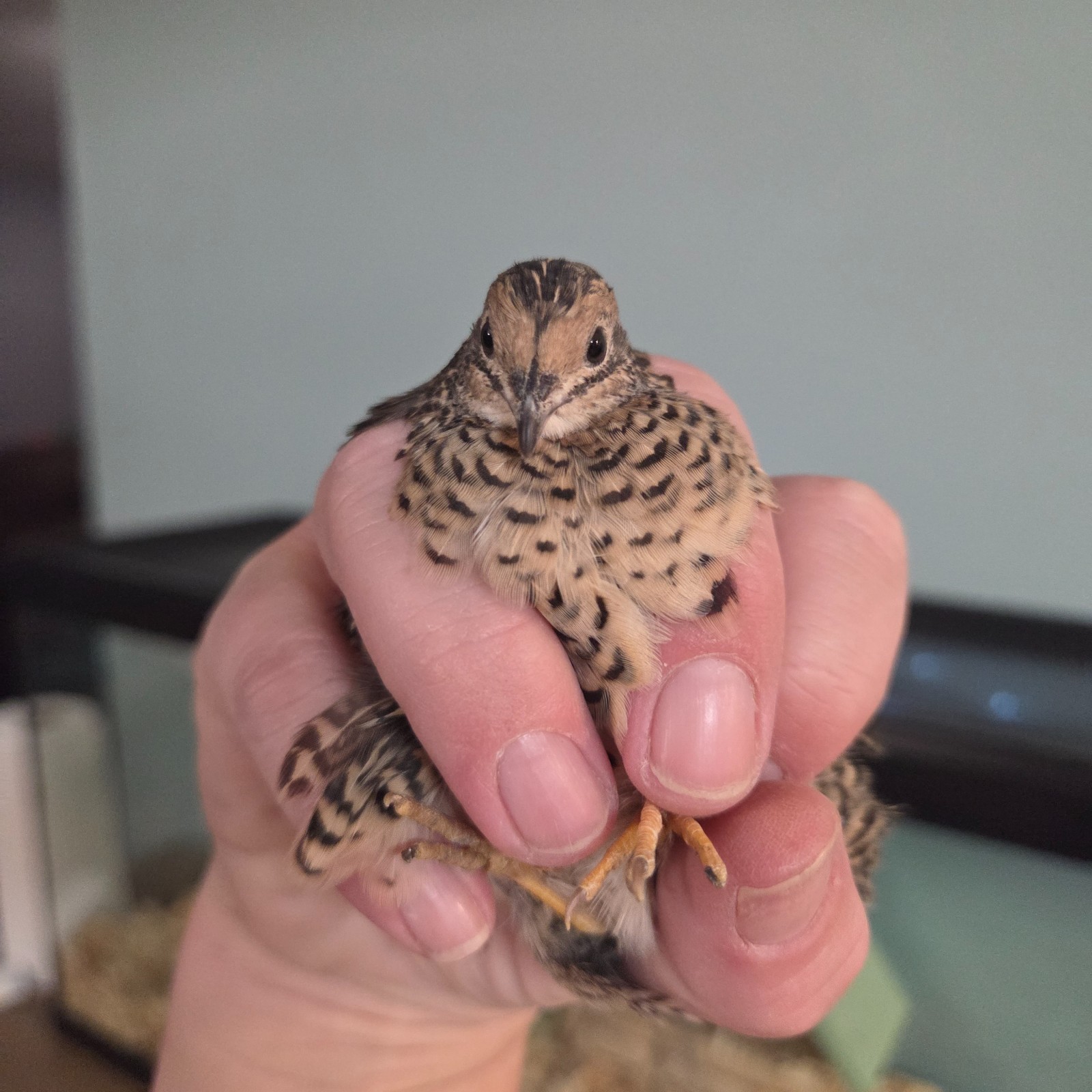 10+ Fresh Button Quail Fertile Hatching Eggs