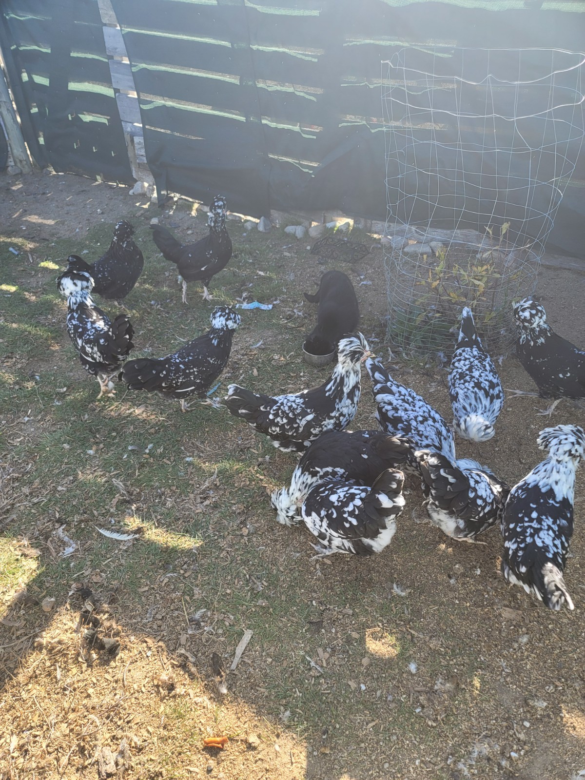 12plus mottled houdan hatching eggs