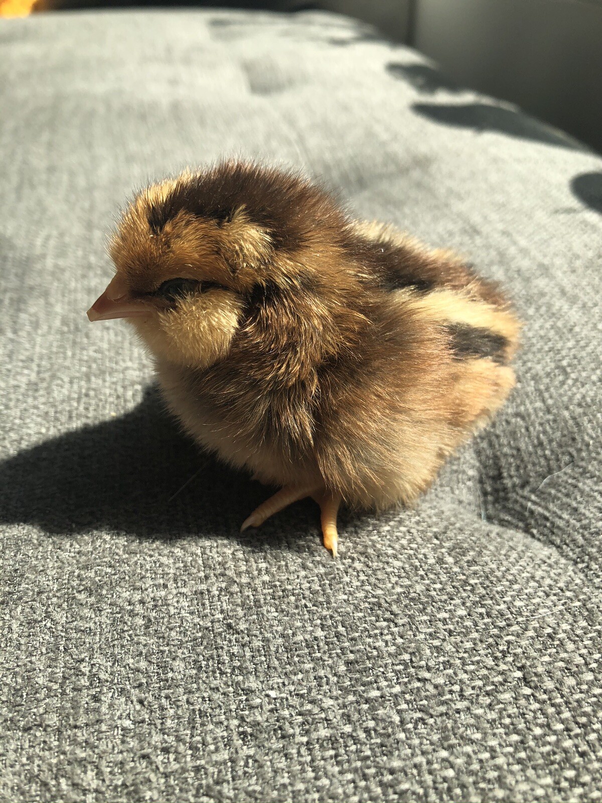 Hatching Eggs OLIVE 6+ extras EE Marans Olive / Mint / Sage / Green Rainbow